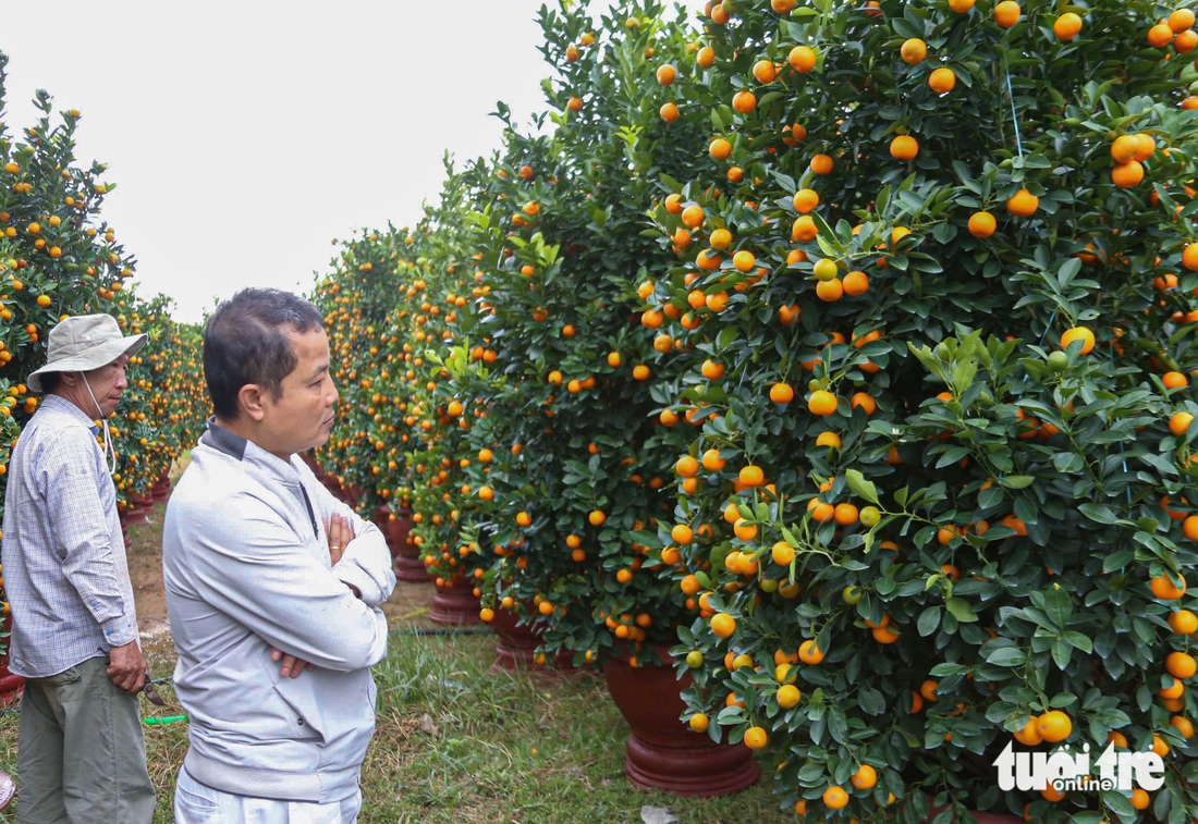Vượt thiên tai, quất Tết Đà Nẵng vẫn đa dạng, dáng đẹp, quả đều - Ảnh 6.