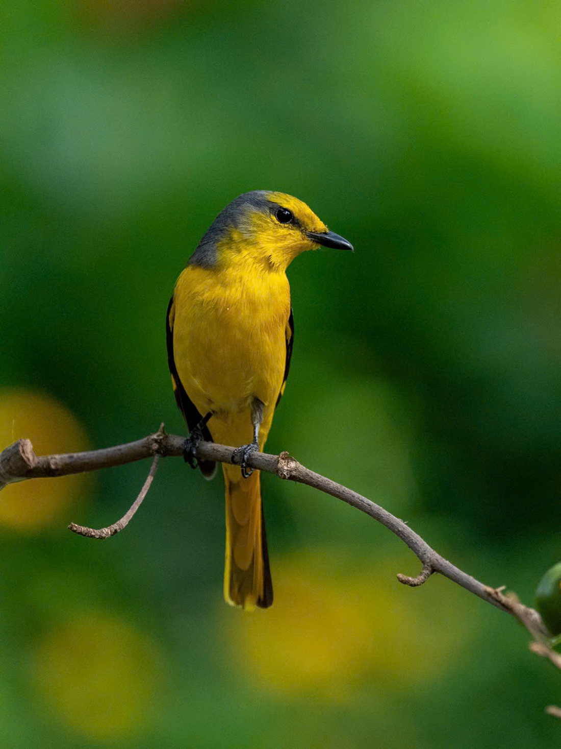 hồng tước - Ảnh 8.