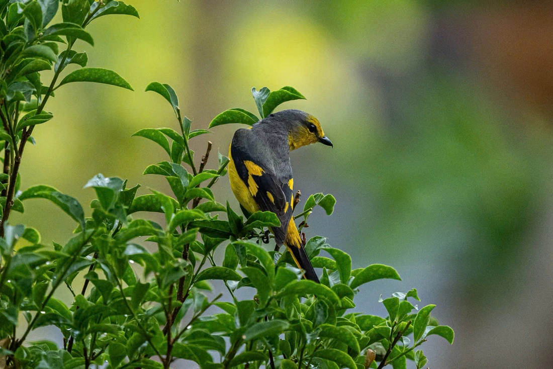 hồng tước - Ảnh 10.