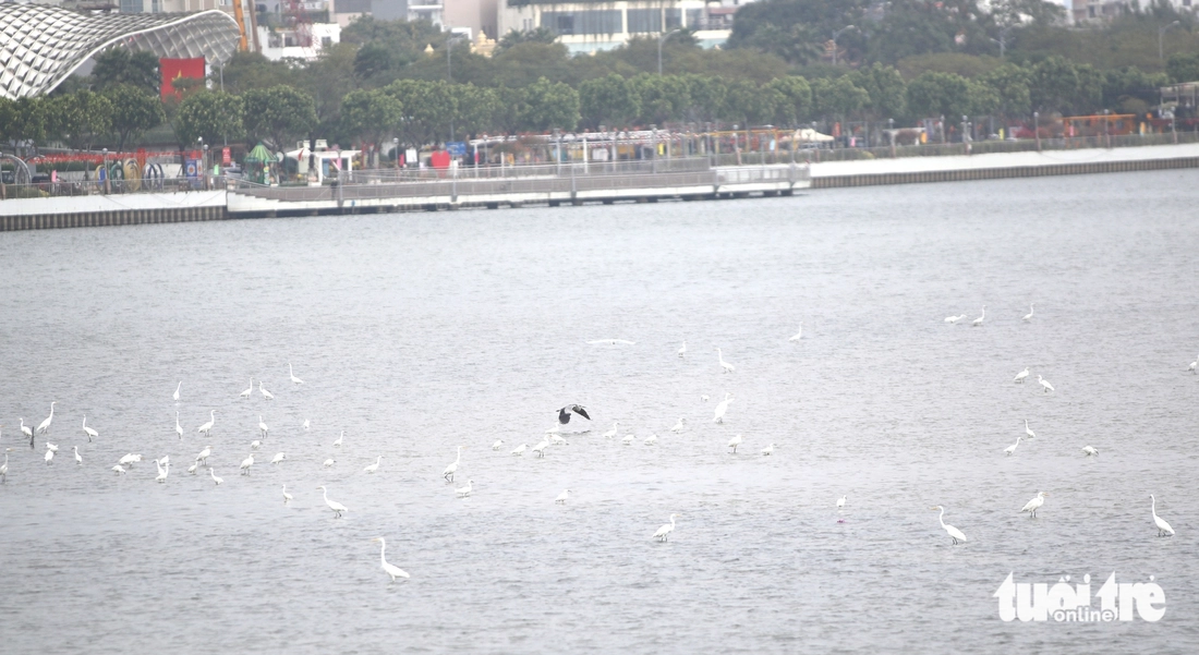 Cò về kín bãi bồi sông Hàn, vẽ nên bức tranh yên bình giữa lòng Đà Nẵng - Ảnh 2.
