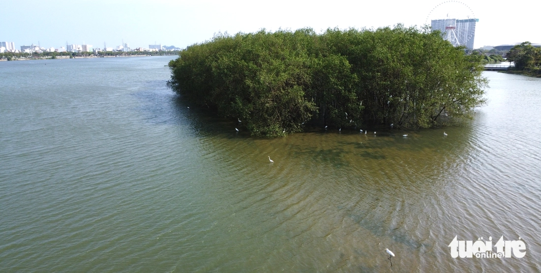 Cò về kín bãi bồi sông Hàn, vẽ nên bức tranh yên bình giữa lòng Đà Nẵng - Ảnh 5.