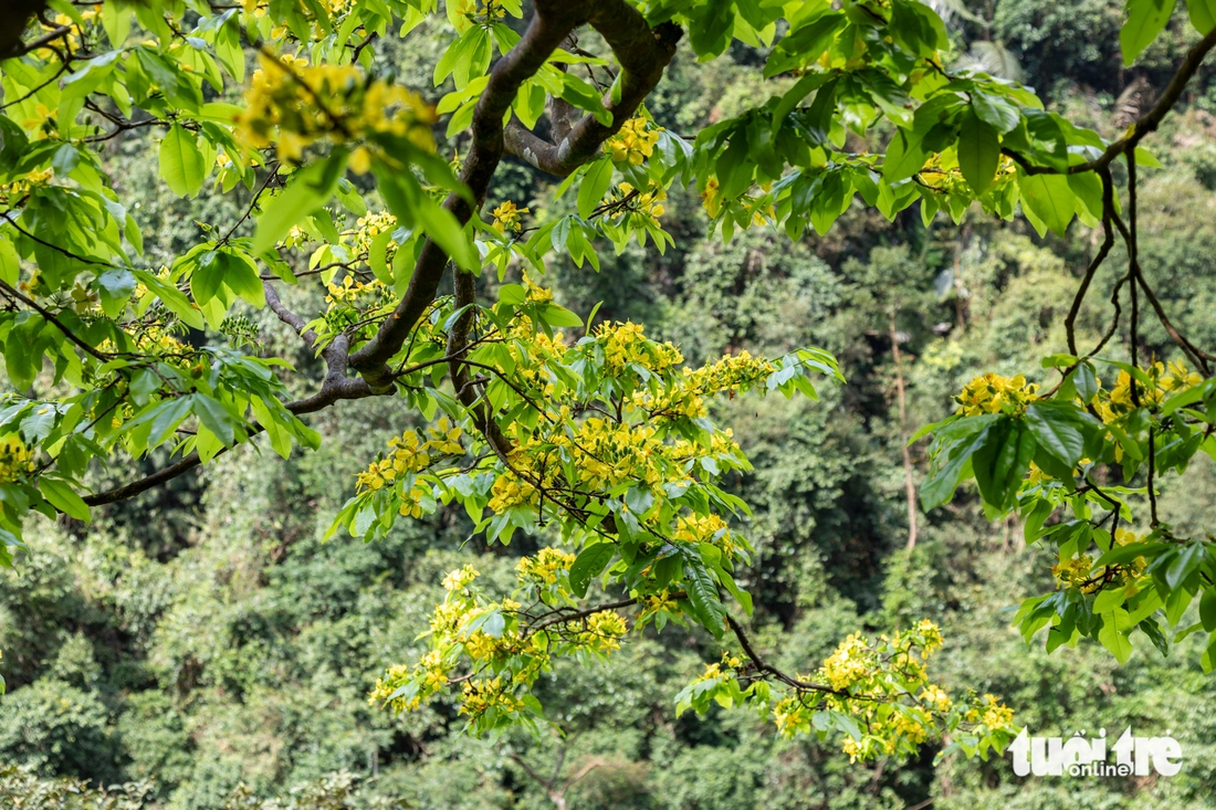 mai rừng - Ảnh 2.