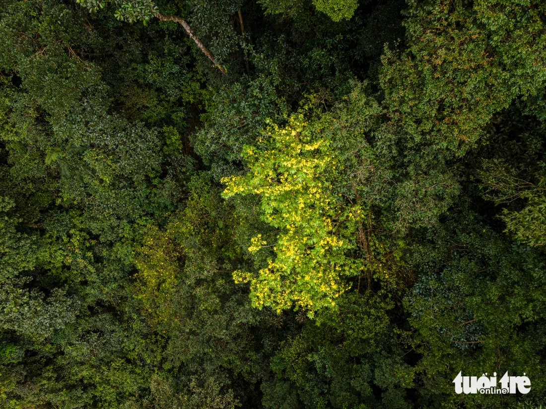 mai rừng - Ảnh 3.