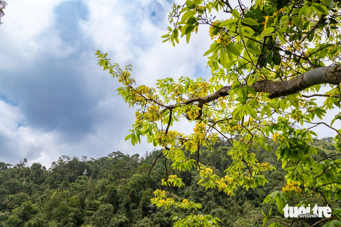 mai rừng - Ảnh 4.