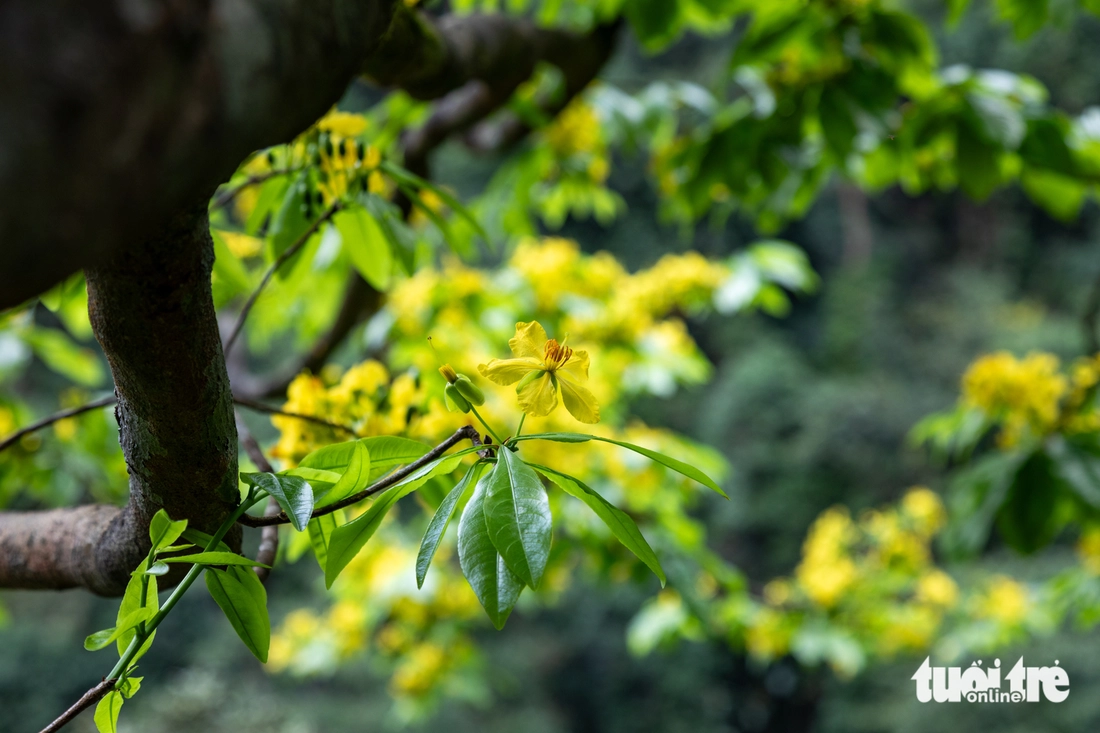 Lạc giữa rừng mai vàng cổ thụ trăm tuổi ở đại ngàn Quảng Trị - Ảnh 6.