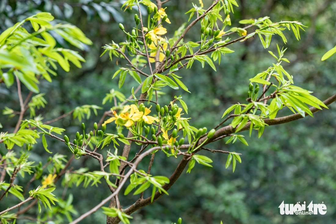 mai rừng - Ảnh 7.