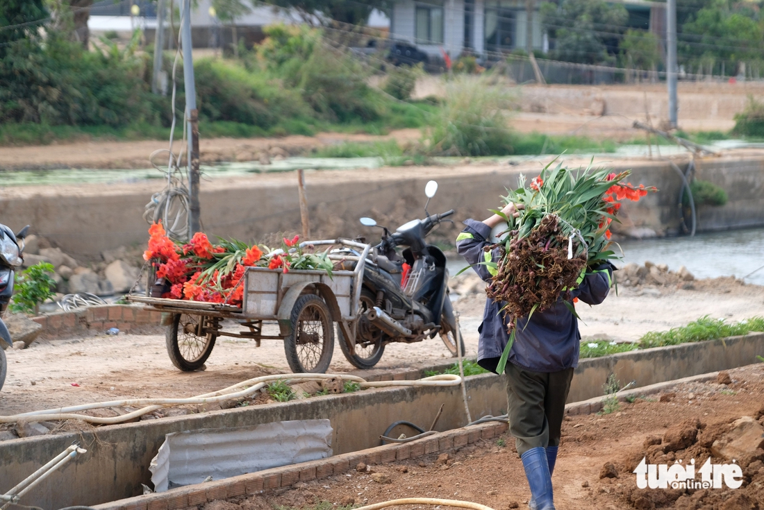 Hoa lay ơn nở trễ, nhà vườn vùng Đà Lạt nhổ bỏ cả cánh đồng - Ảnh 5.