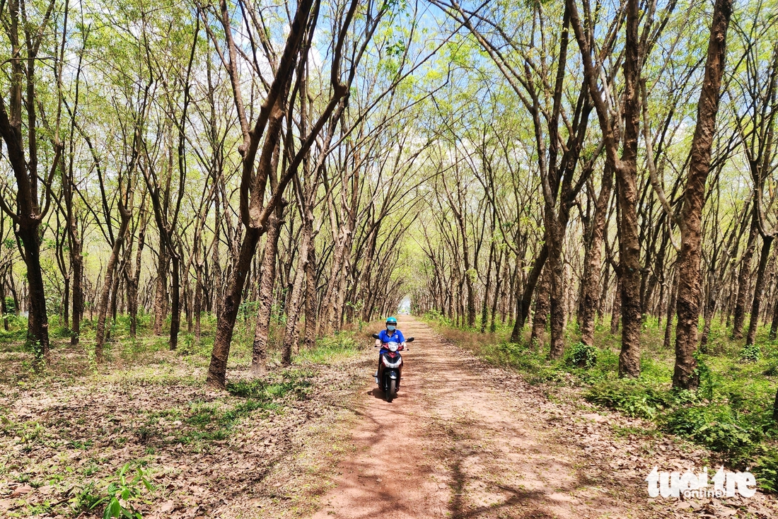 vườn cao su - Ảnh 10.