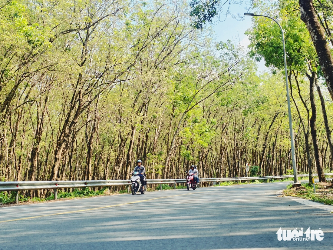 vườn cao su - Ảnh 3.