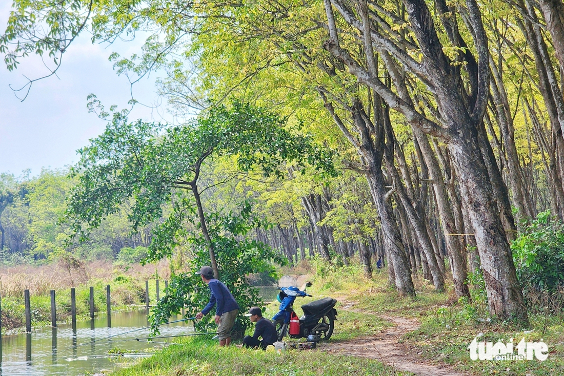 vườn cao su - Ảnh 9.
