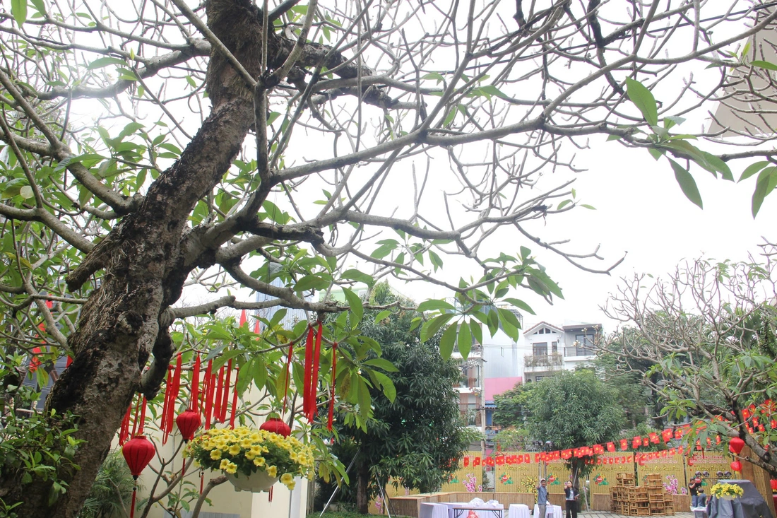 biệt thự Pháp - Ảnh 9.