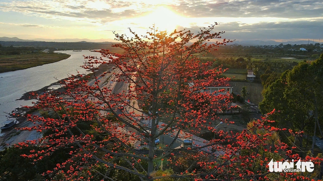 hoa pơ lang - Ảnh 2.