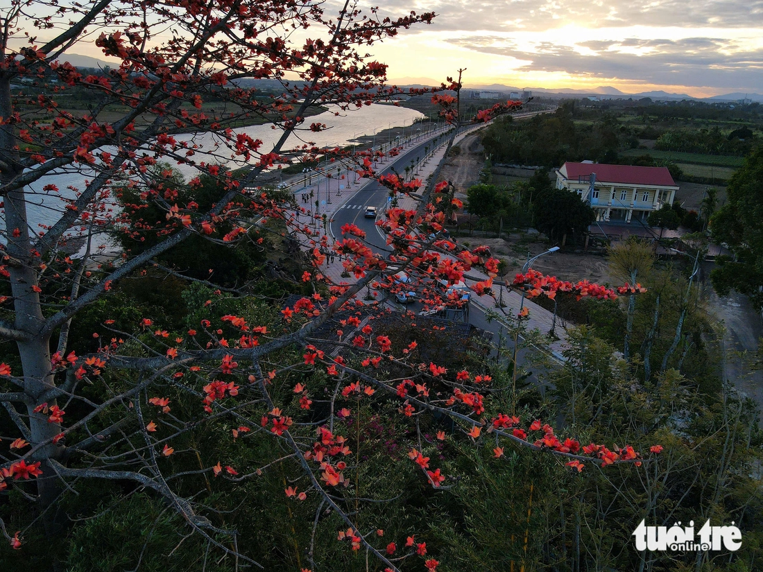 hoa pơ lang - Ảnh 3.