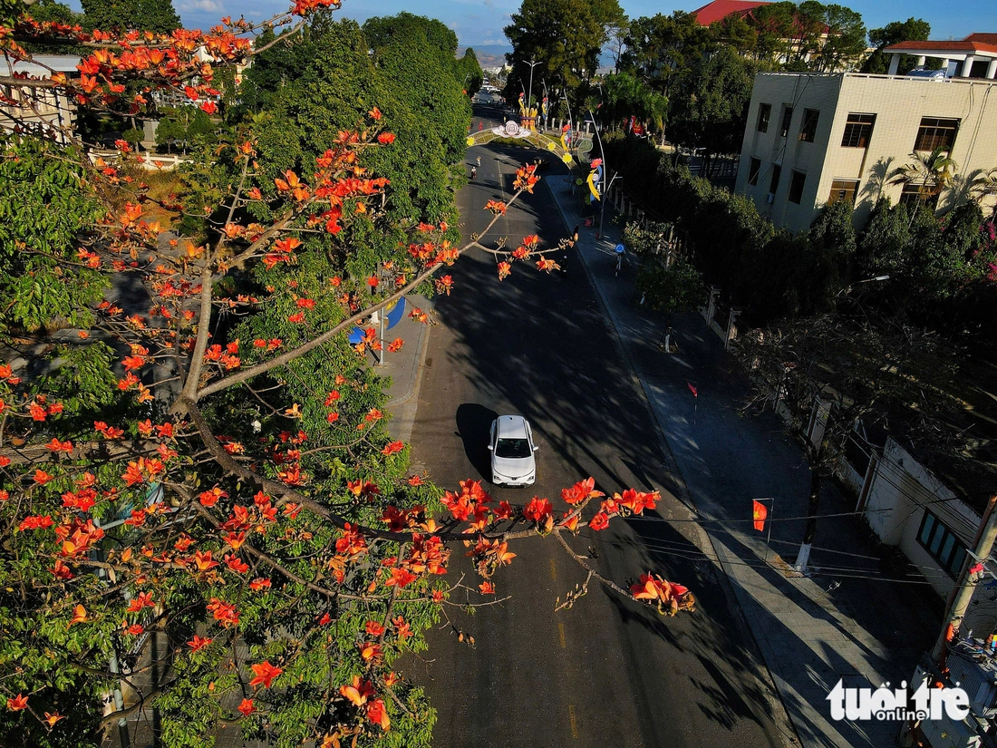 hoa pơ lang - Ảnh 6.