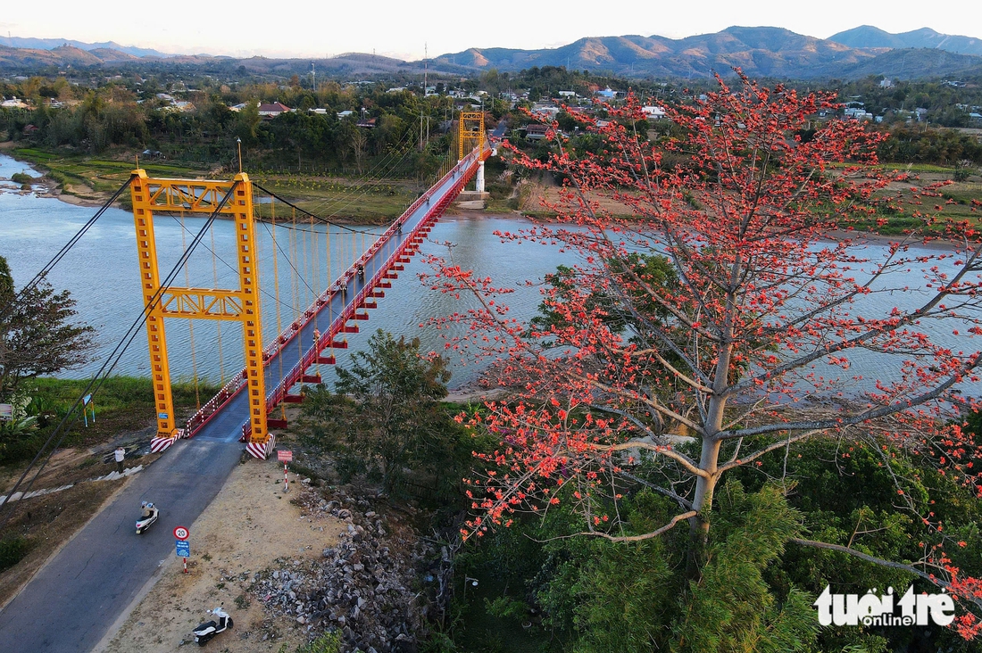 hoa pơ lang - Ảnh 7.