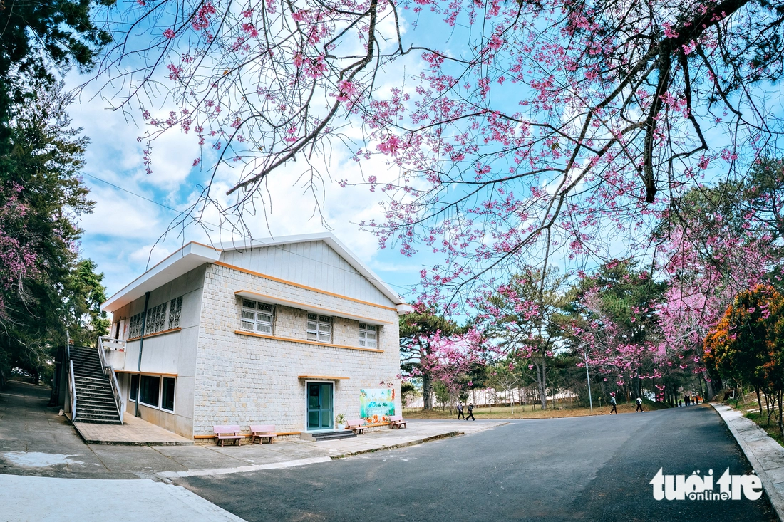 mai anh đào - Ảnh 2.