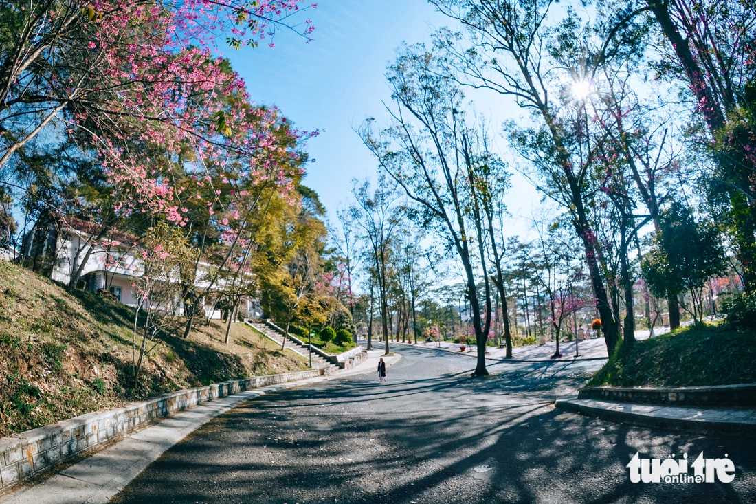 Có một khung trời đại học nhuộm hồng mai anh đào - Ảnh 7.