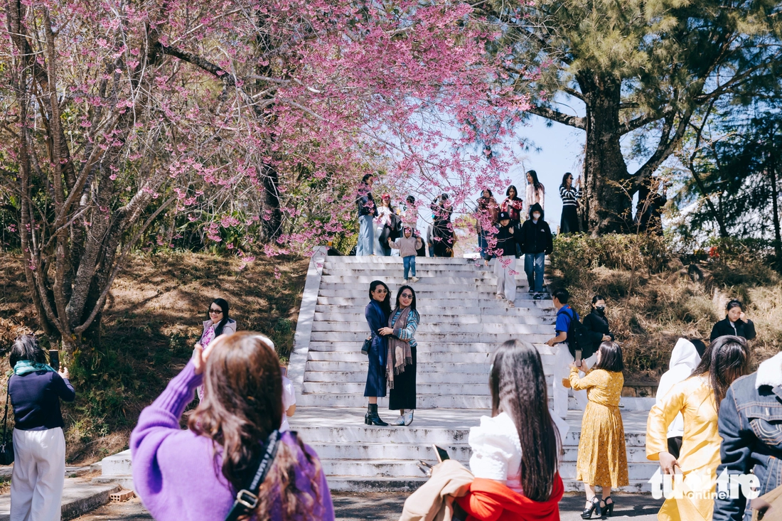 mai anh đào - Ảnh 8.