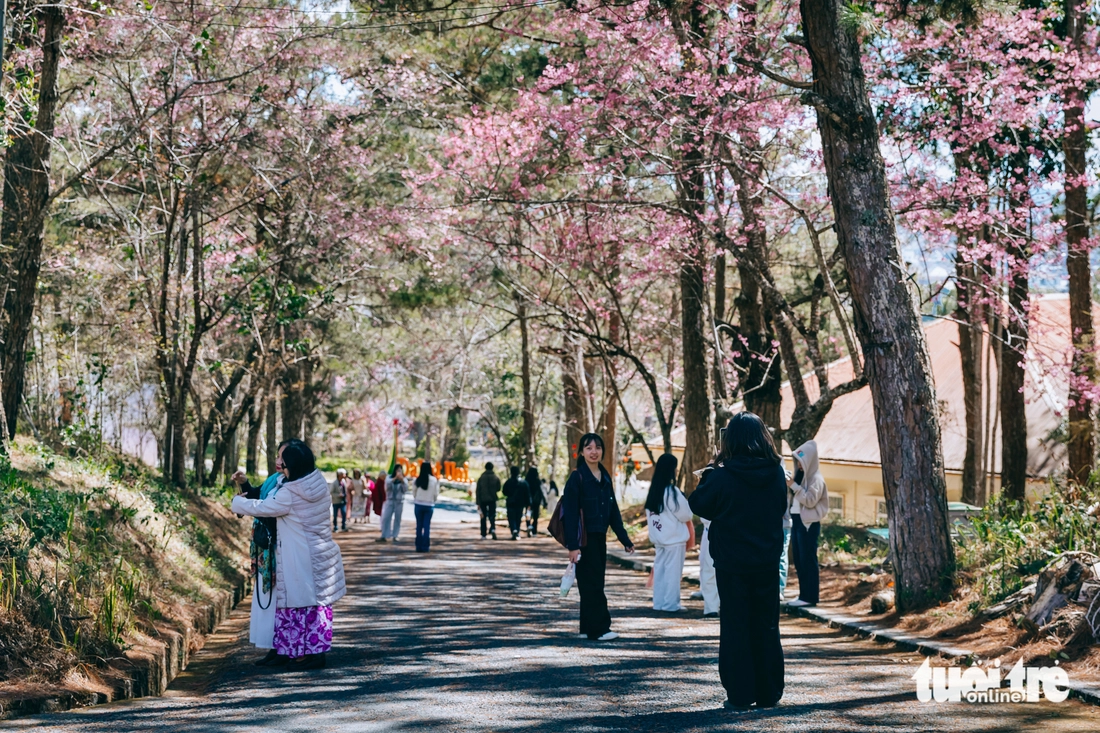 mai anh đào - Ảnh 10.