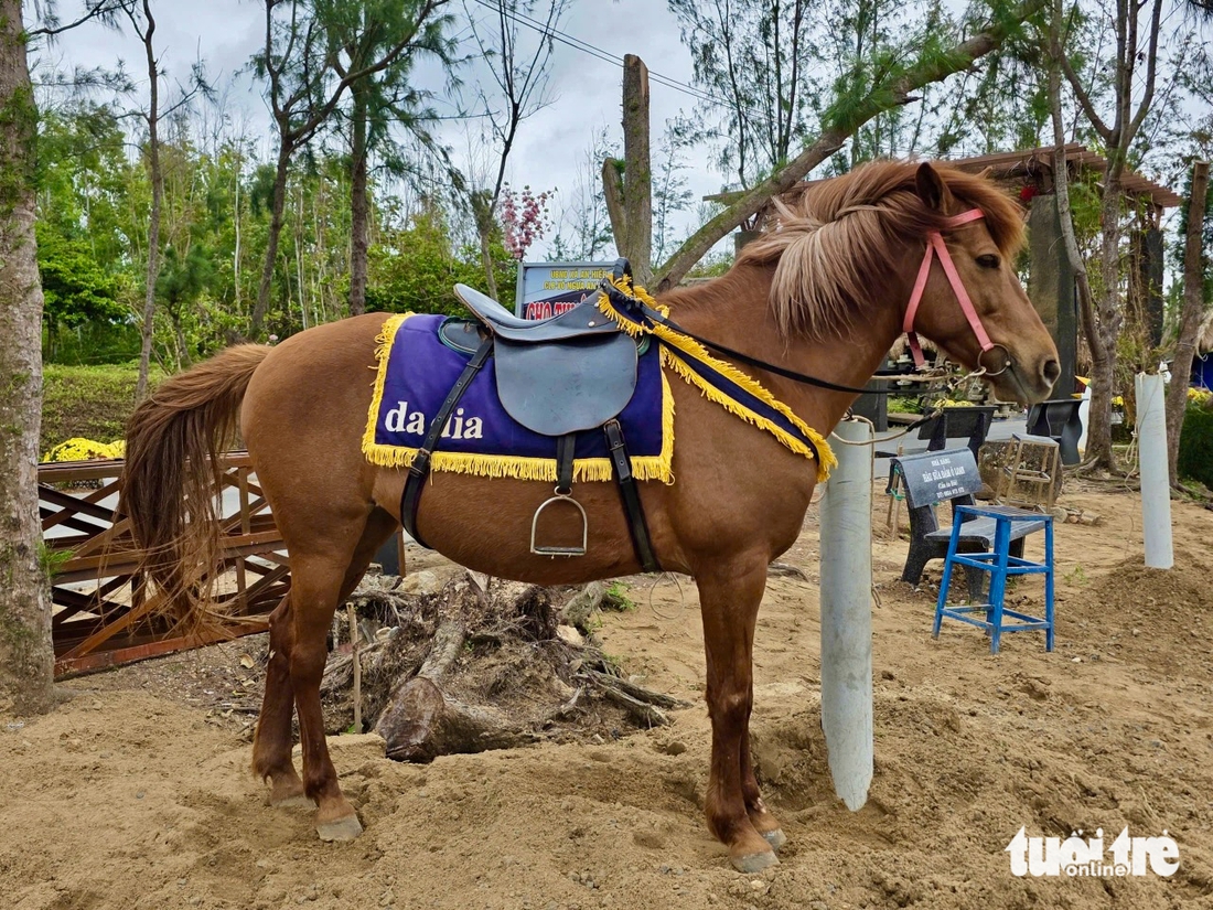 ngựa đua - Ảnh 2.