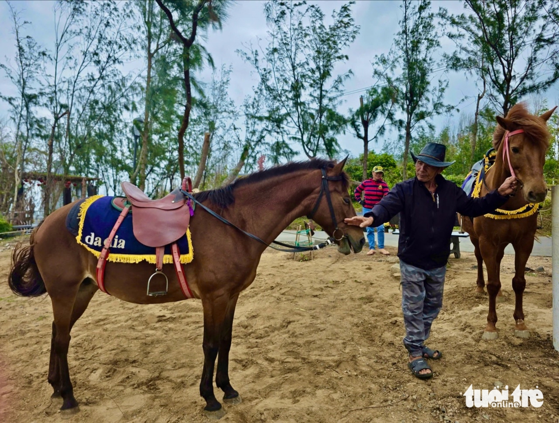 ngựa đua - Ảnh 3.