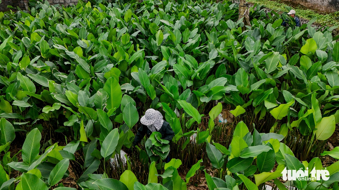 Xứ sở lá dong Tràng Cát vào vụ Tết - Ảnh 3.