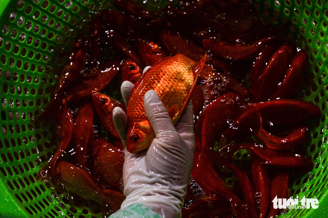 chợ cá - Ảnh 4.