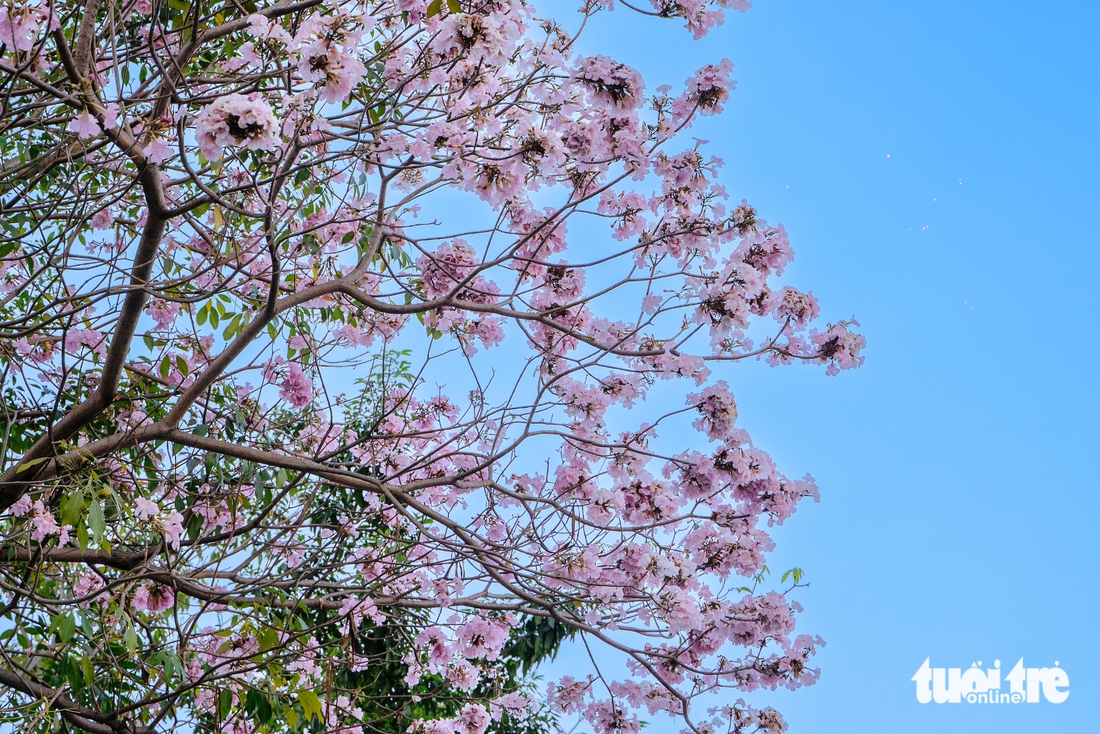 Hoa kèn hồng nở rộ tại nhiều tuyến đường ở TP.HCM - Ảnh 3.