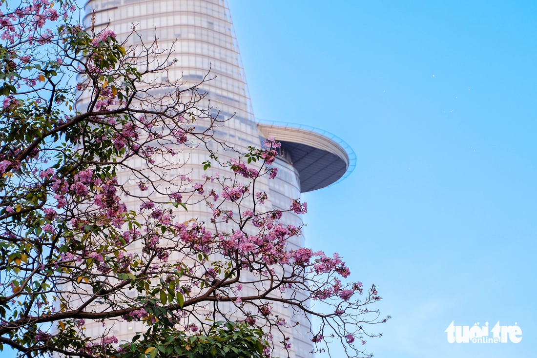 Hoa kèn hồng - Ảnh 4.