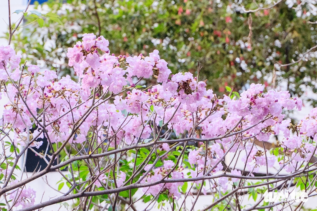 Hoa kèn hồng - Ảnh 6.