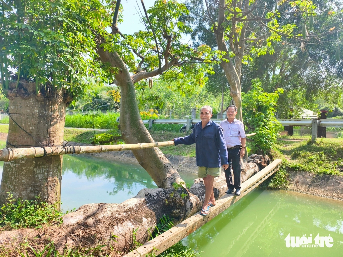 Cầu cây gòn độc lạ ở An Nhơn Tây (TP.HCM), du khách mong đừng ai làm hại cây - Ảnh 7.
