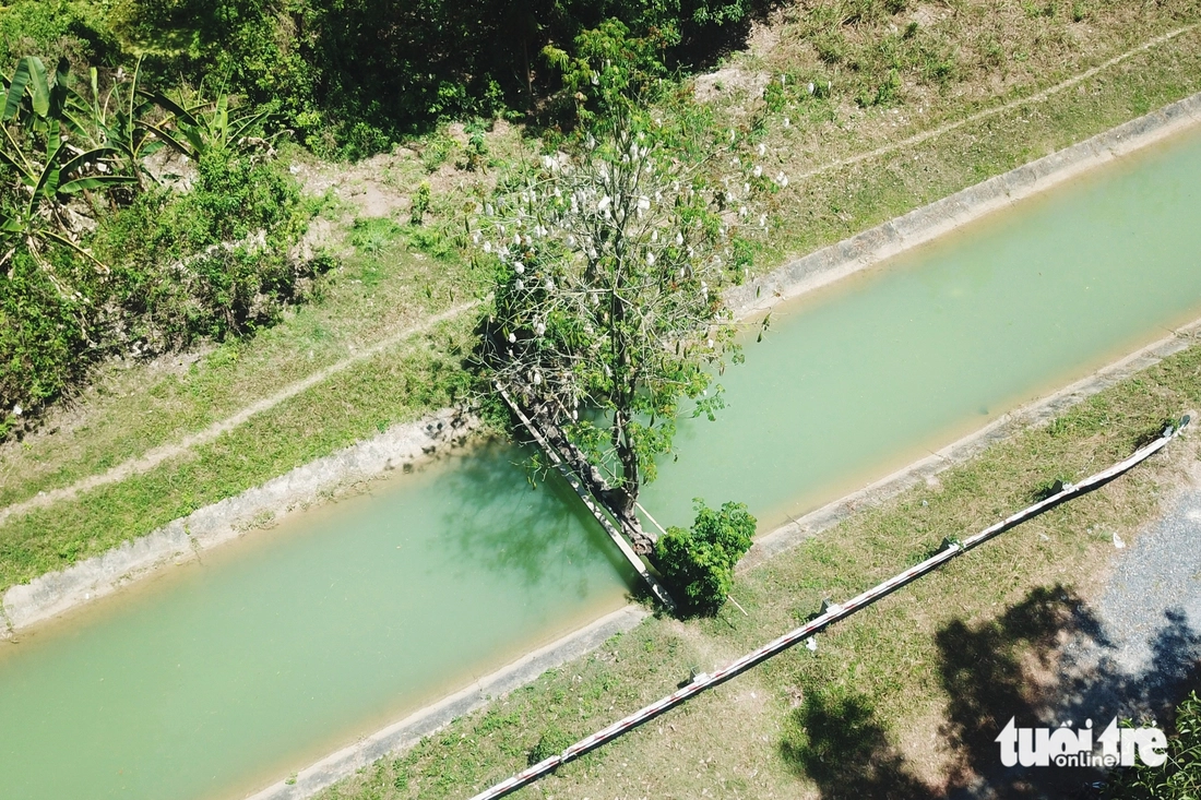 cây gòn - Ảnh 2.