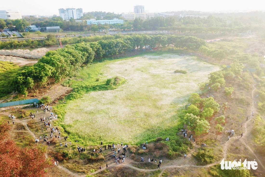 Đồng cỏ thơ mộng tại làng đại học hút khách 'săn' hoàng hôn, check-in - Ảnh 2.