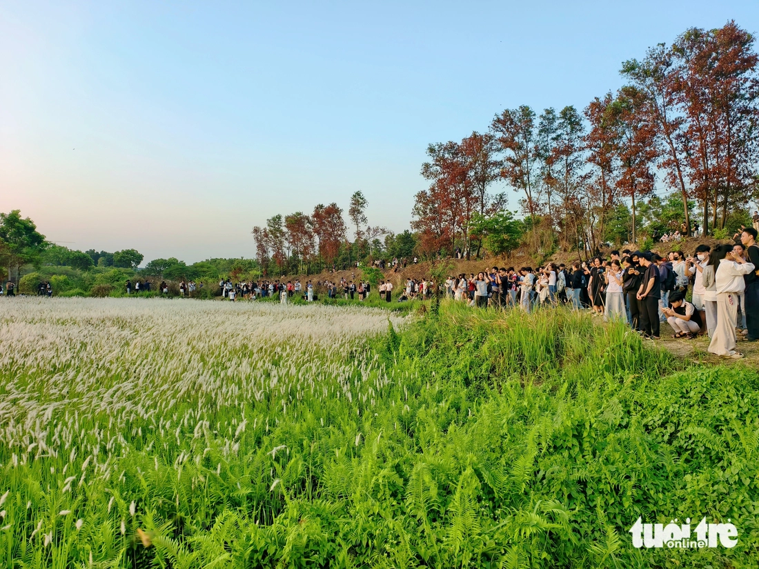 Đồng cỏ thơ mộng tại làng đại học hút khách 'săn' hoàng hôn, check-in - Ảnh 3.