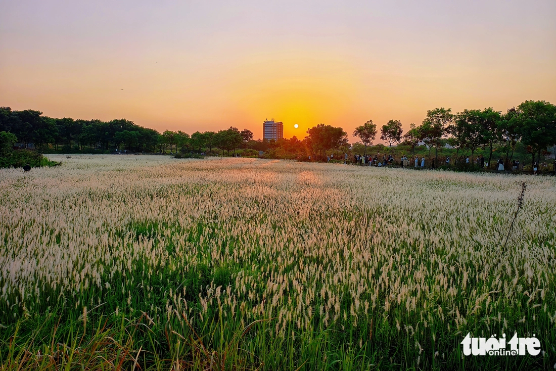 Đồng cỏ thơ mộng tại làng đại học hút khách 'săn' hoàng hôn, check-in - Ảnh 7.