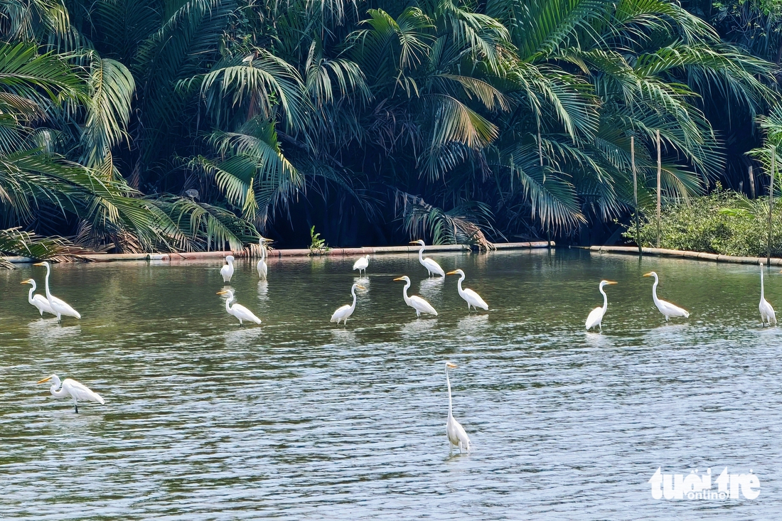 chim cổ rắn - Ảnh 11.