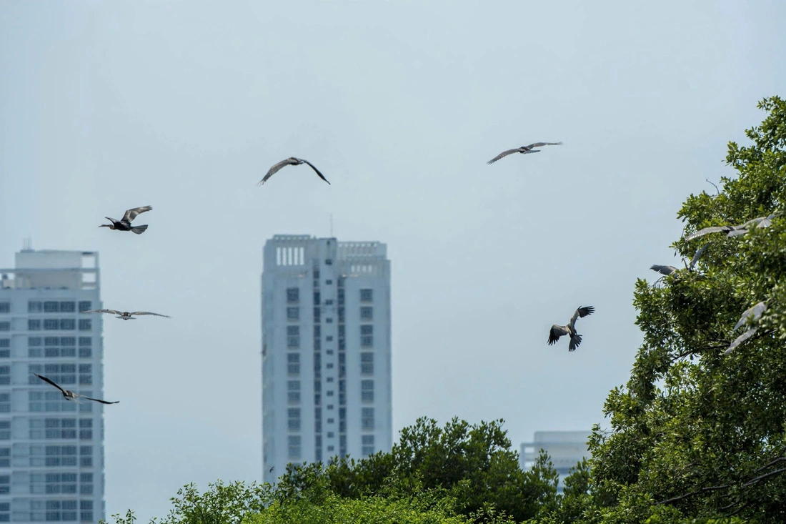 chim cổ rắn - Ảnh 2.