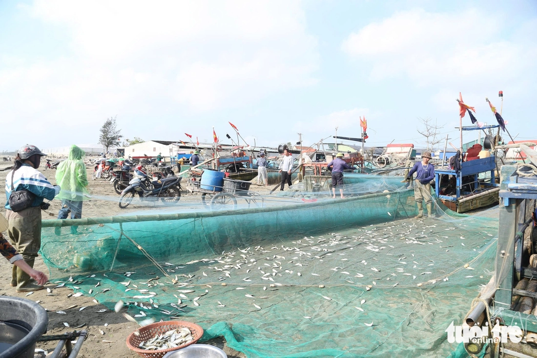 cá trích - Ảnh 4.