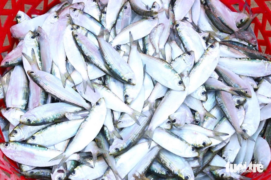 cá trích - Ảnh 6.