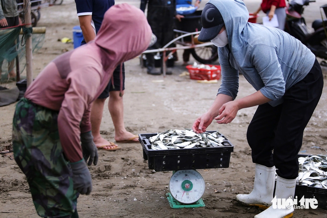 cá trích - Ảnh 7.