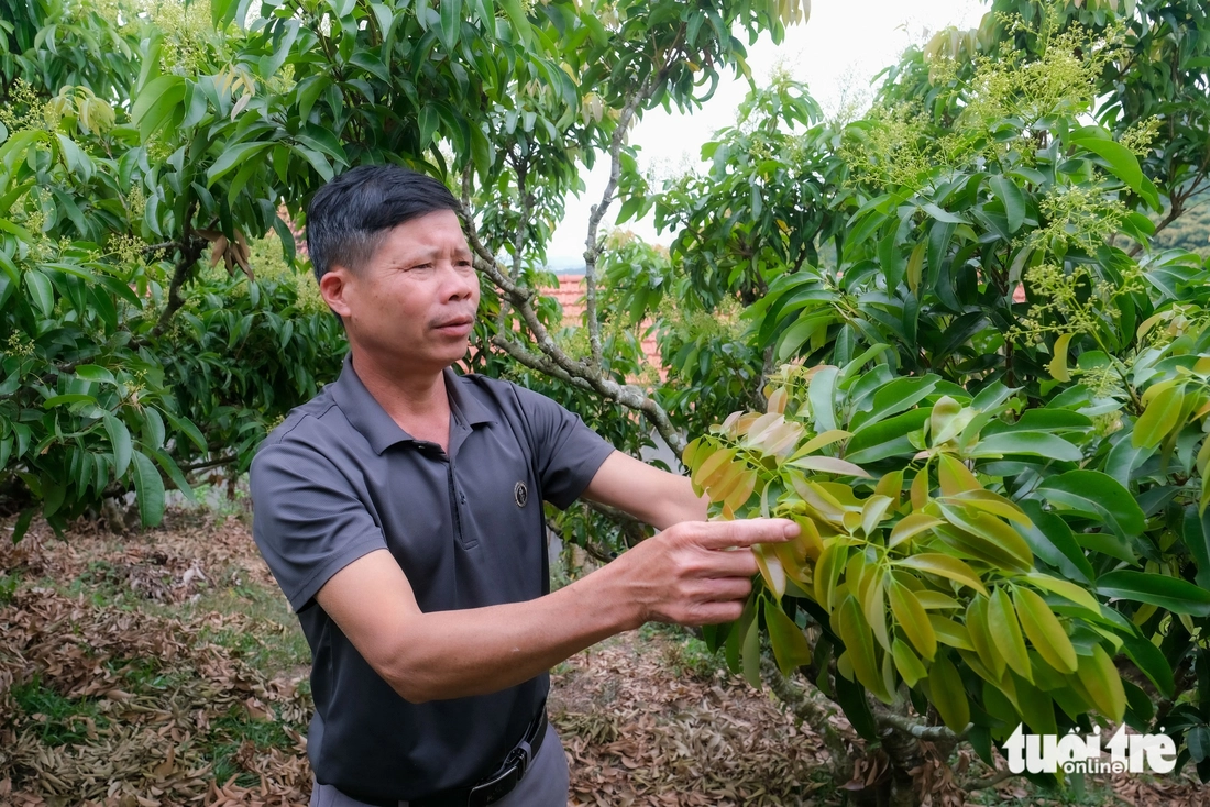 Thủ phủ vải thiều trước chính vụ: Lo giảm sản lượng, quyết giữ chất lượng - Ảnh 4.