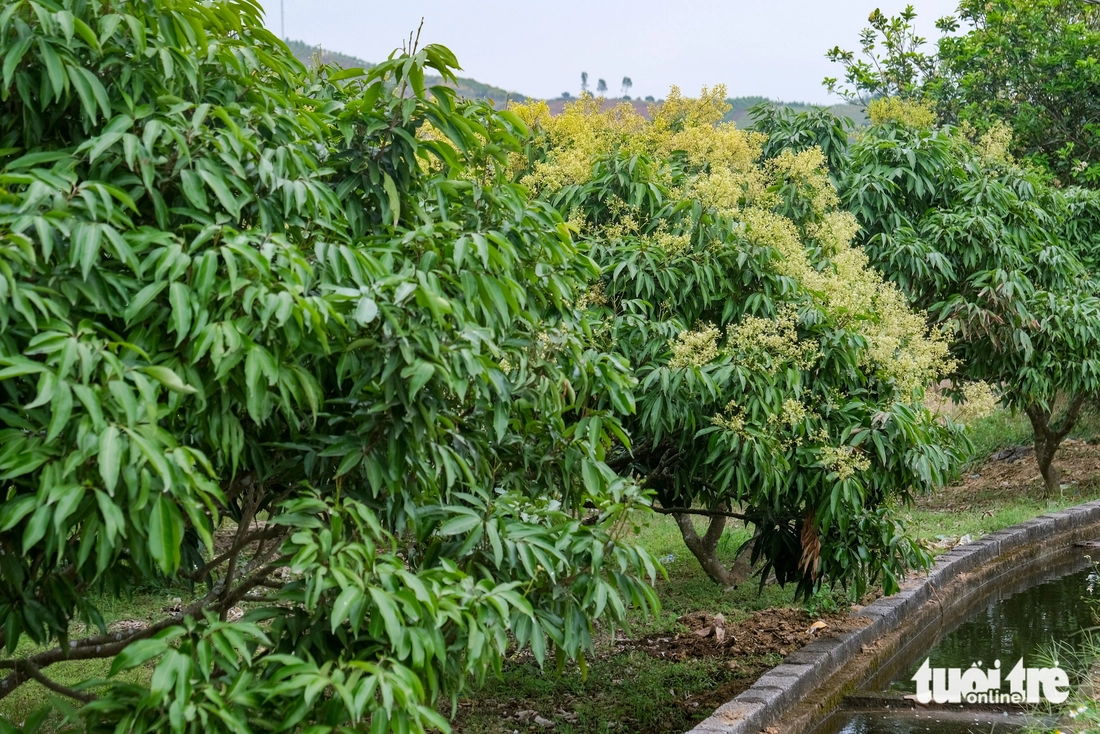 Thủ phủ vải thiều trước chính vụ: Lo giảm sản lượng, quyết giữ chất lượng - Ảnh 5.