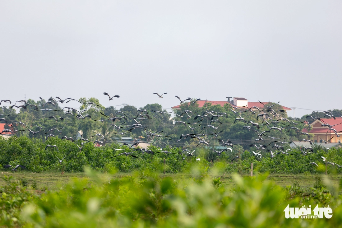 cò nhạn - Ảnh 2.