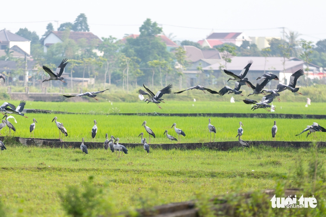 cò nhạn - Ảnh 3.