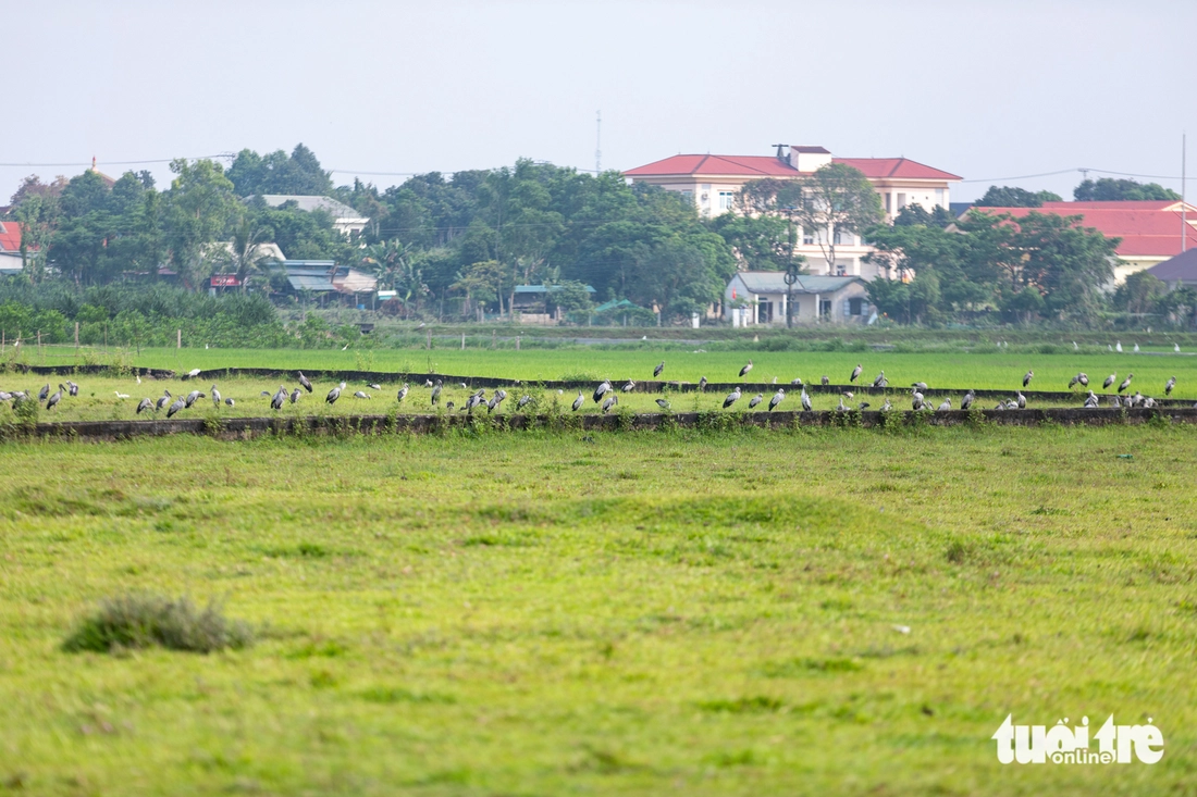 cò nhạn - Ảnh 4.