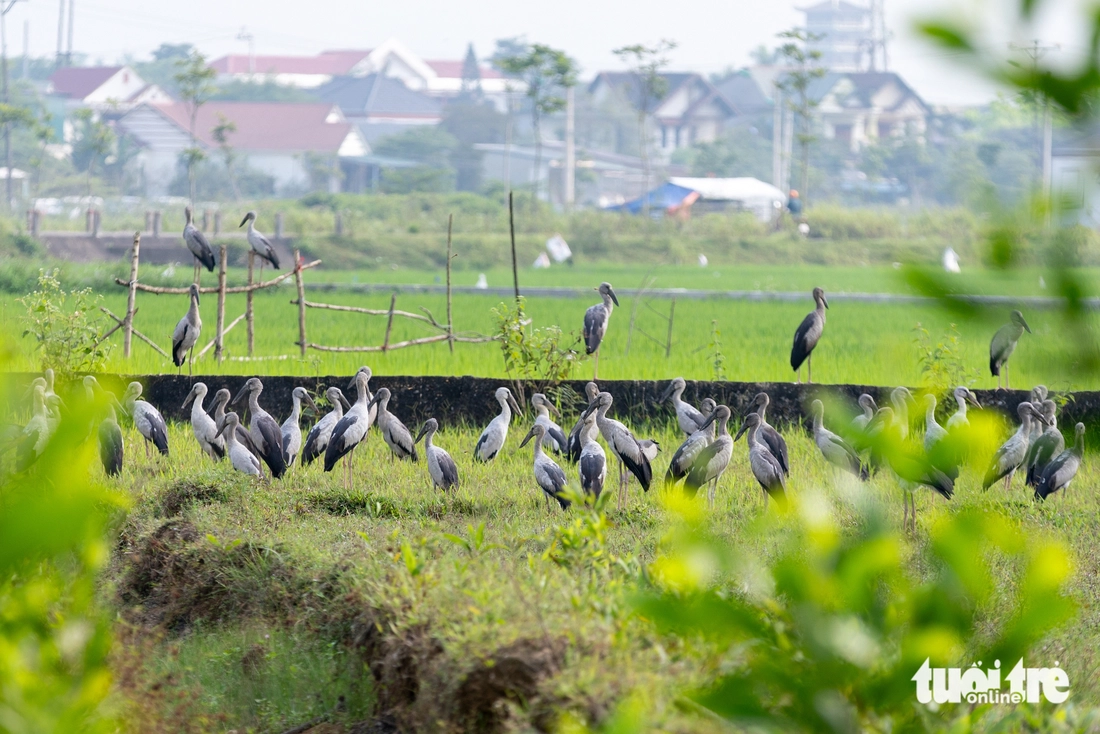 cò nhạn - Ảnh 5.