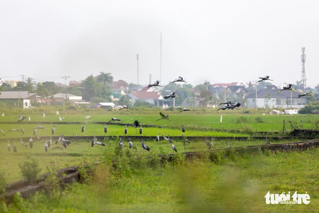Ngắm đàn cò nhạn quý hiếm trong sách đỏ thong thả nghỉ ngơi, bay lượn giữa đồng - Ảnh 6.