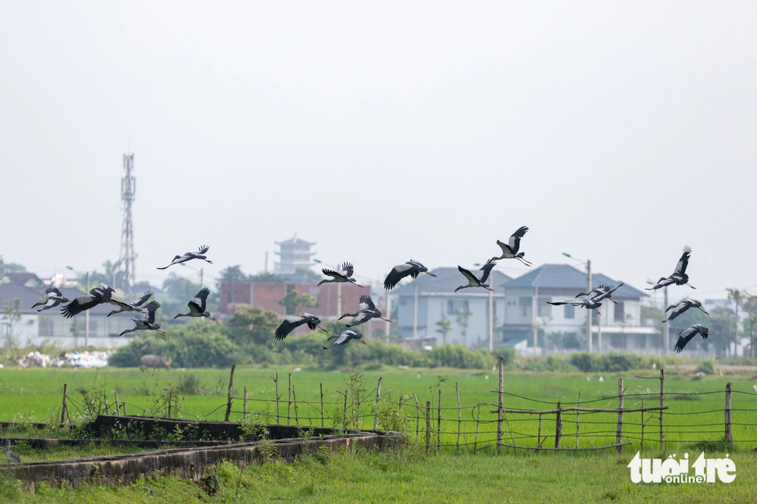 cò nhạn - Ảnh 7.