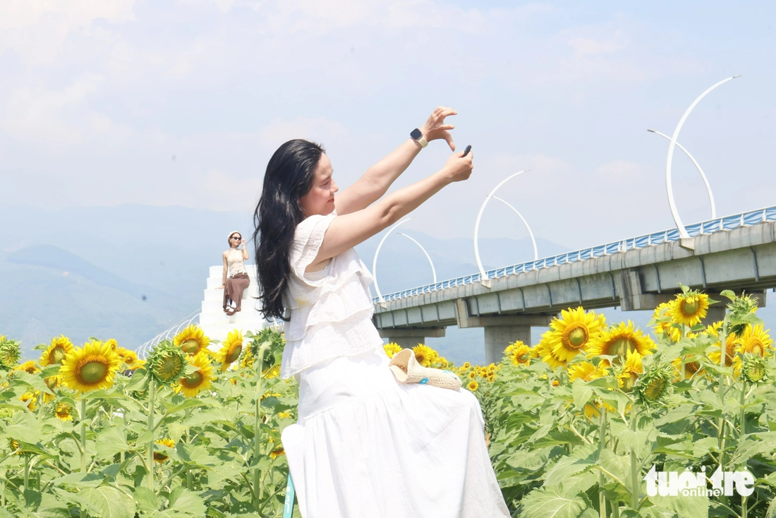 hoa hướng dương - Ảnh 2.