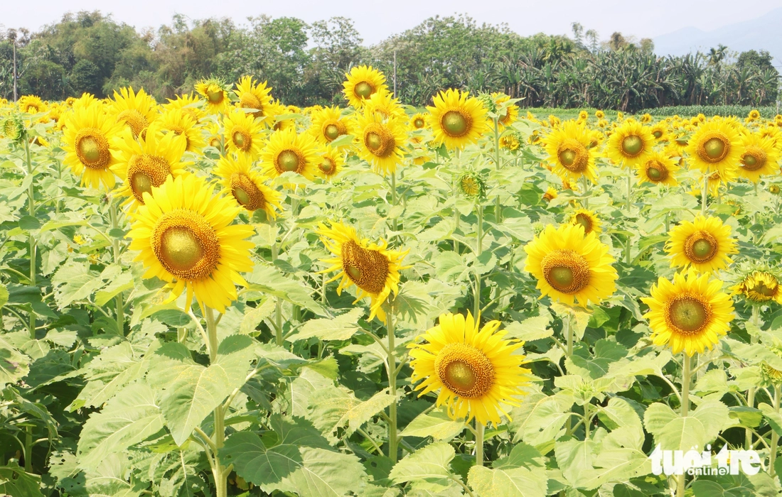 hoa hướng dương - Ảnh 3.